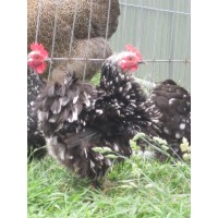 Black mottled pekins